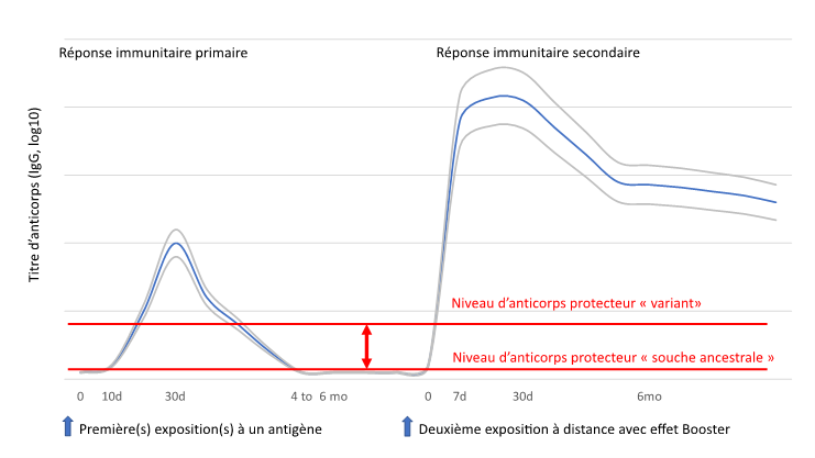 Cinétique théorique des taux d’anticorps après primo-vaccination et rappel.